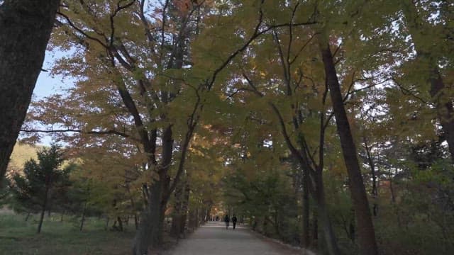 Serene Walkway Surrounded by Autumn Trees