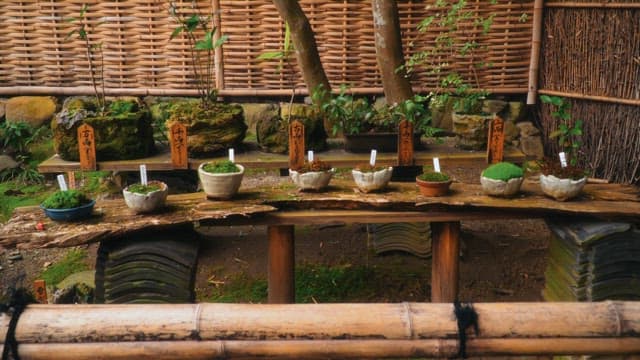 Moss plants displayed on a rustic wooden shelf in an outdoor garden