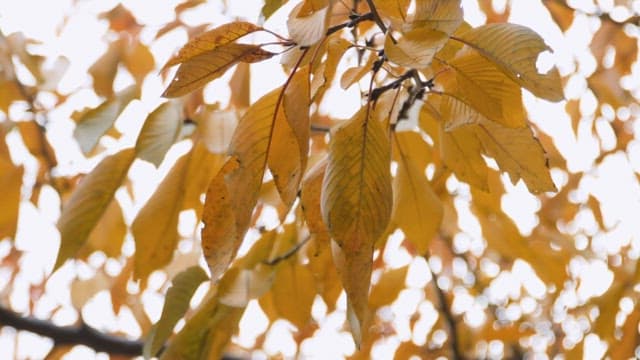 Golden autumn leaves on a tree branch