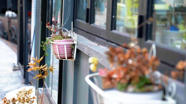 Flower pots hanging outside a window