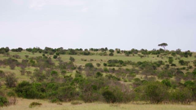Serene Savanna Landscape with Lion
