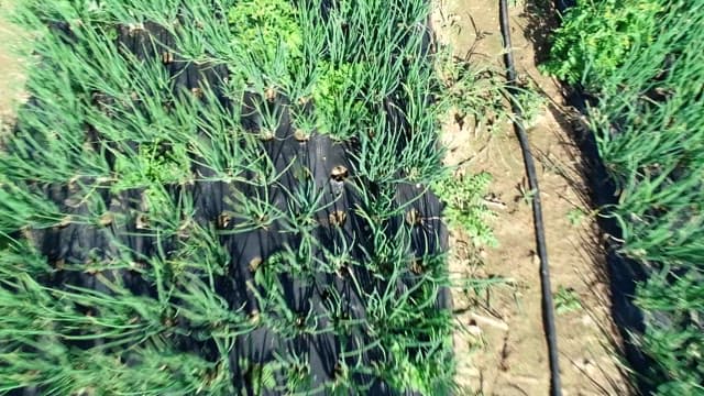 Panoramic view of wide, green, well-maintained fields
