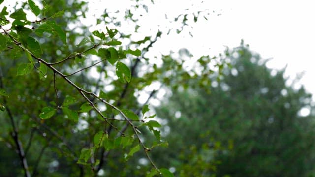 Raindrops on green leaves in a forest