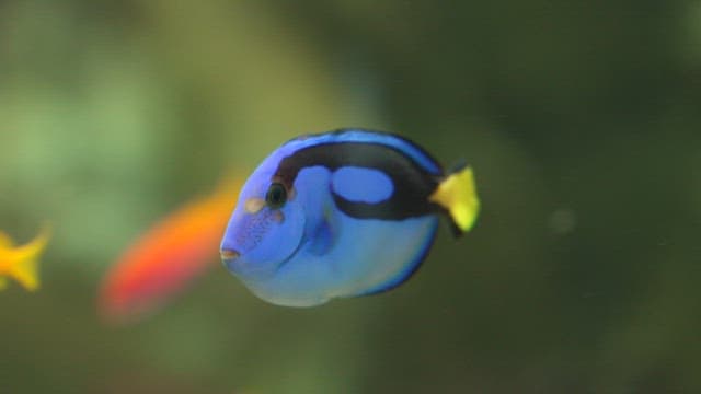 Colorful tropical blue fish swimming in aquarium