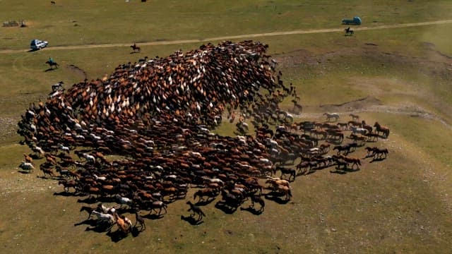 Herders guiding a large herd of horses