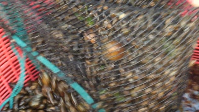 Marsh snail collected and placed in plastic baskets