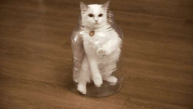 White cat escaping from a plastic container with flexible movements