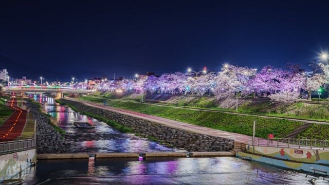 Cherry blossoms along a river at night