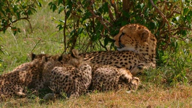 Cheetah and Cubs Resting