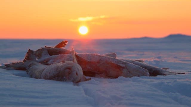 Animal Carcass Lying on Ice