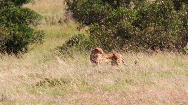 Cheetah Observing a Passing Warthog in the Savannah