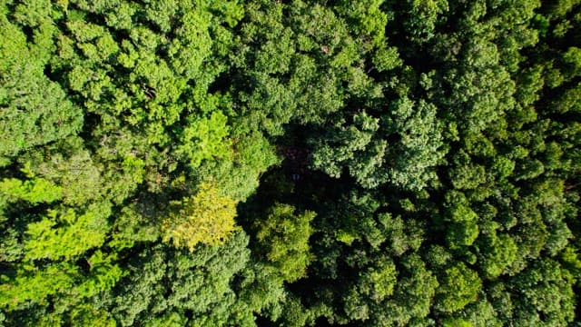 Aerial View of Dense Green Forest Canopy