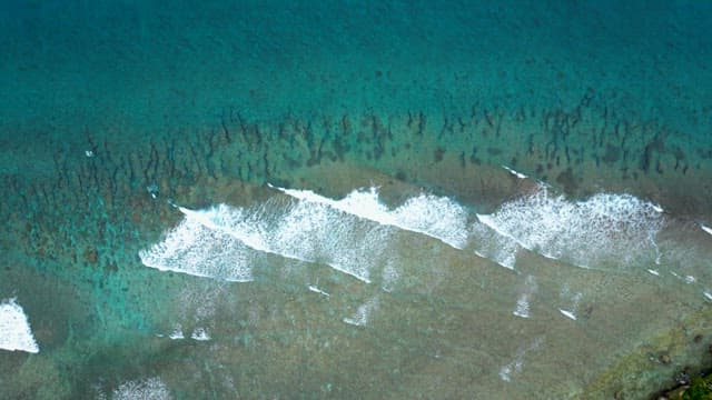 Tranquil Scenery Along the Coast with Coral Forests