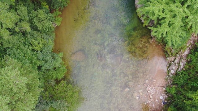 Clear river flowing through a forest