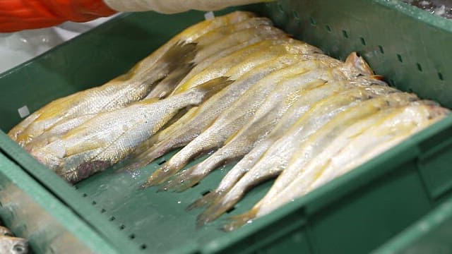 Fresh fish being arranged in a green crate by a worker in a food processing factory