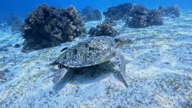Sea turtle swimming on the ocean floor