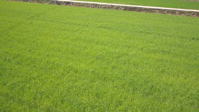 Vast green field under a clear sky