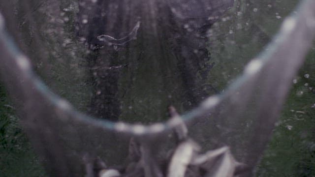 Fish Harvested with a Net