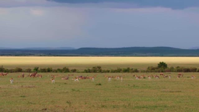 Herd of Antelopes Grazing Peacefully in the Savannah