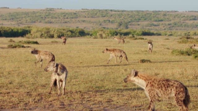 Spotted hyenas roaming in the savanna