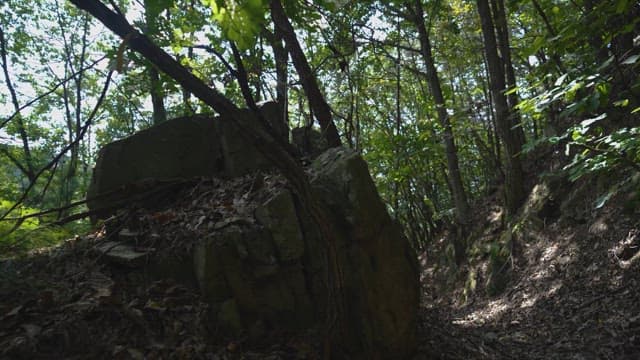 Sunlight Filtering Through Forest onto Rocks