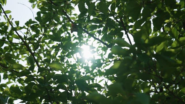 Sunlight Filtering Through Green Leaves