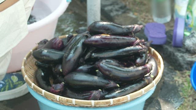 Freshly harvested eggplants in a basket