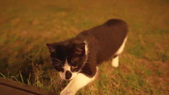 Black Cat Exploring the Grass in Twilight