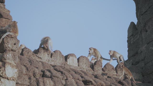 Group of Monkeys Resting and Playing on Stone Structure