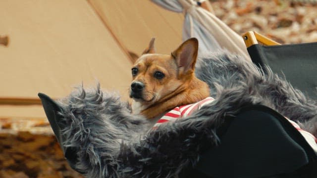 Relaxed Dog Enjoying Comfort on a Chair