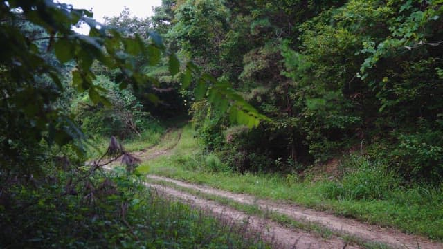 Quiet Forest Path in Lush Greenery