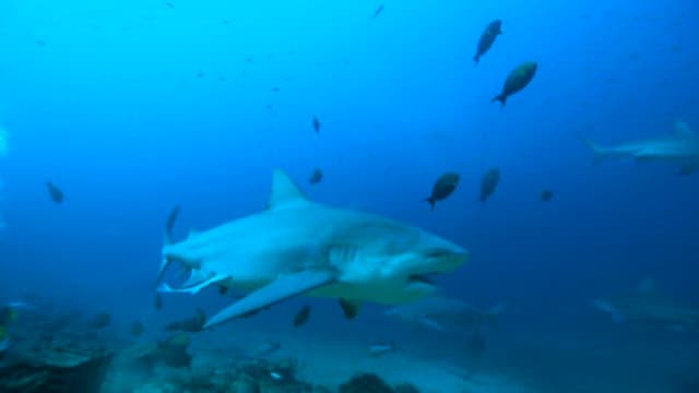 Sharks and Fish Swimming in the Ocean Depths