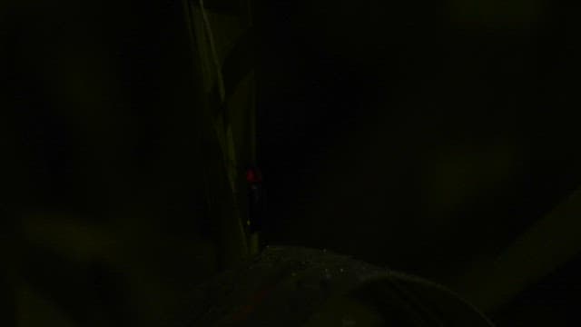 Fireflies that light up the darkness with green light on the blades of grass