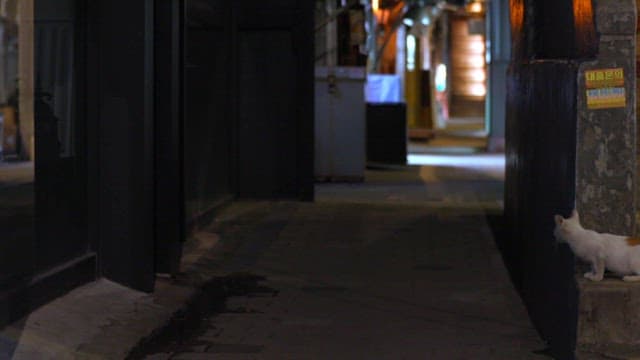 White cat exploring an empty alley at night