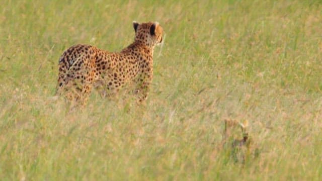 Cheetah and her cubs in the savannah