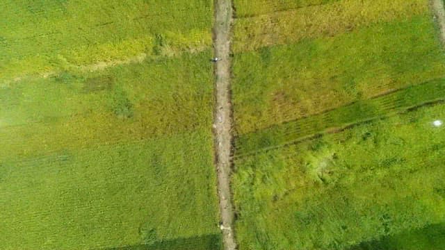 Wide, green field with rice being grown