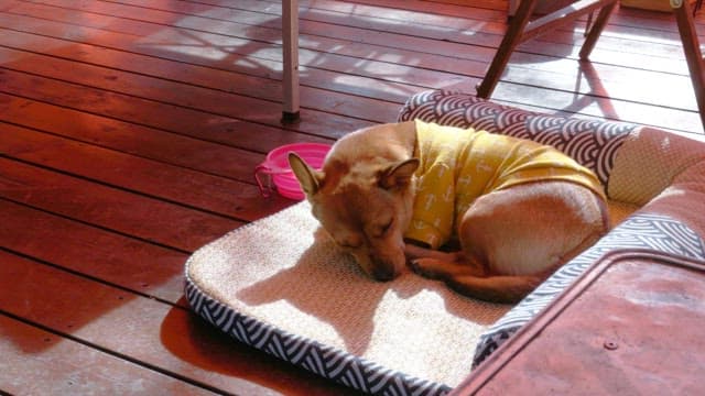 Small dog resting on a cushion on a wooden deck outdoor