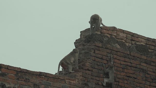 Monkeys Attacking Each Other in Stone Ruins