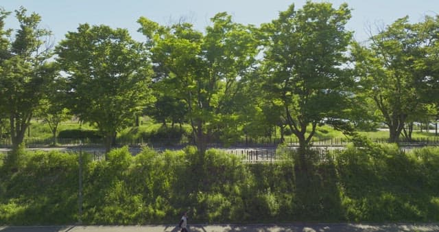 Peaceful park with lush green trees