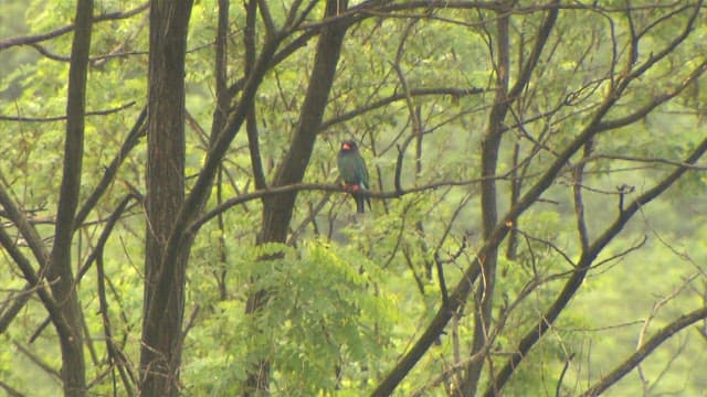 Bird Perching on Tree Tranquilly in the Forest