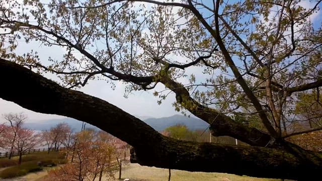 Early Summer Park After Cherry Blossoms Have Faded