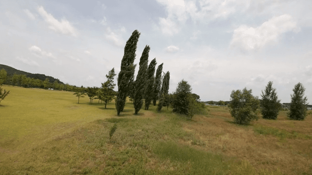 Serene park with tall trees and grass