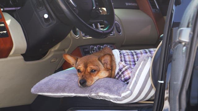 Dog resting on cushion on car seat