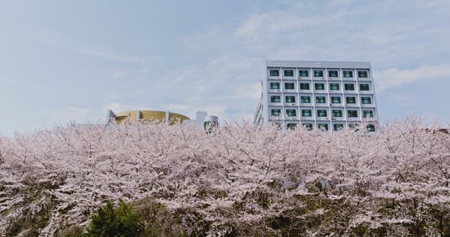 Cherry blossoms in full bloom near buildings