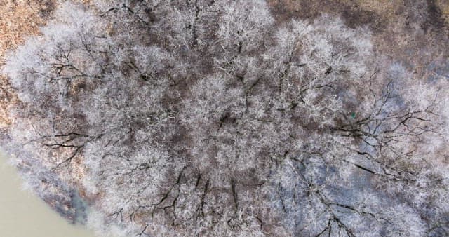 Snow-covered desolate forest full of leafless winter bare trees