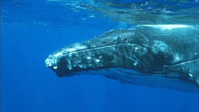 Diver Swimming with a Humpback Whale