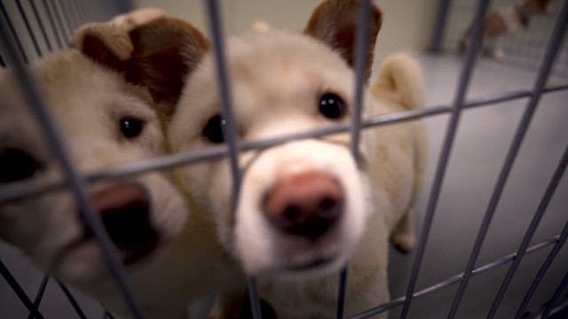 Puppies Peering Through a Cage