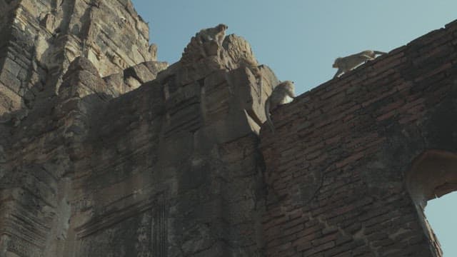 Monkeys Climbing the Ancient Ruins Under the Clear Sky