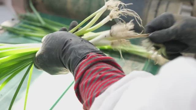 Farmer sorting and inspecting leeks in factory