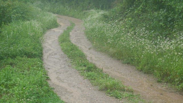 Rain pouring down on a muddy forest path